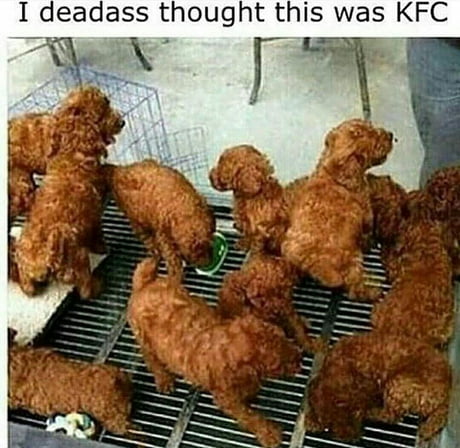 chicken for puppies