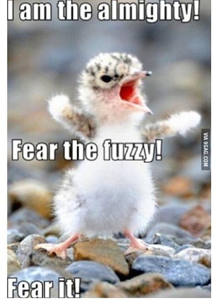 Fear the Fuzzy