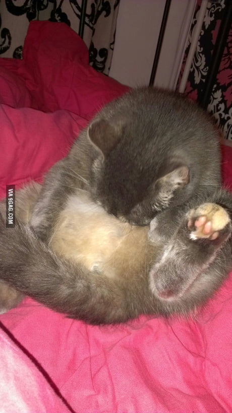 my cat loves milk
