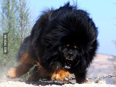 Husky store tibetan mastiff