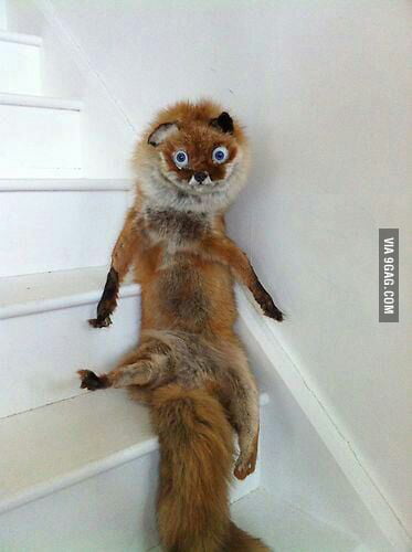 creepy stuffed fox