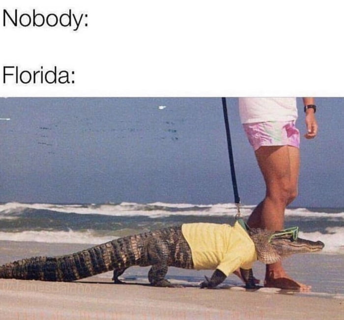 Florida man things