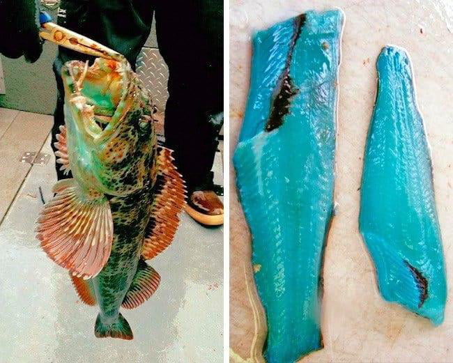 This Fish Actually Has Blue Meat 9GAG