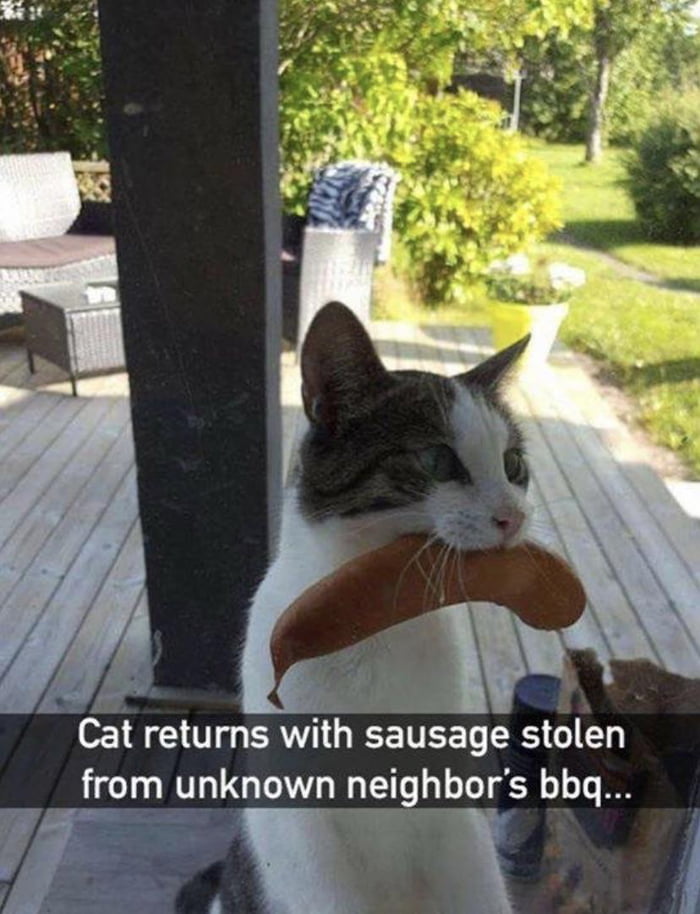 Stealth kitty
