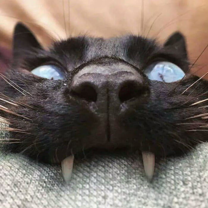 I'll drink yr bluuuud!