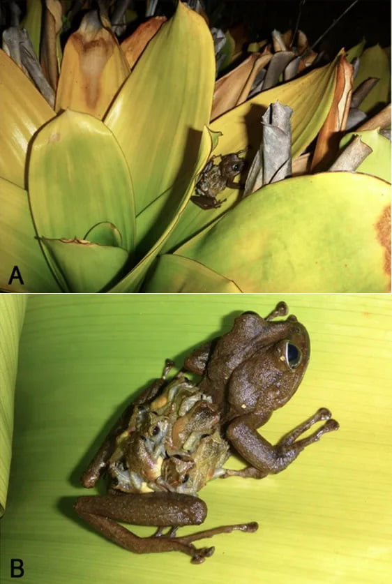 New species of frog found significant 4.1 to 4.9 divergence