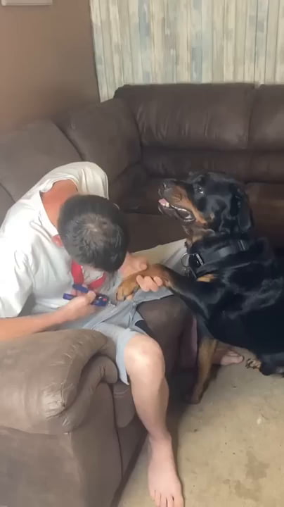 Rottweiler and owner face off