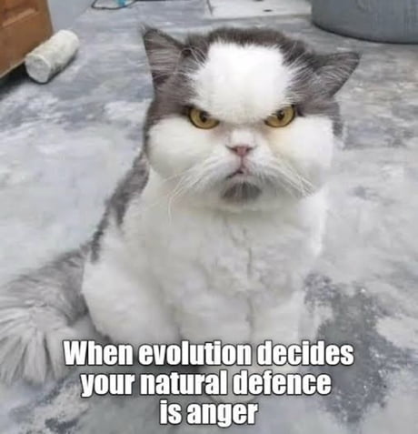 Best Funny angry cat Memes - 9GAG