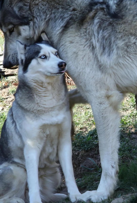 are siberian husky wolves