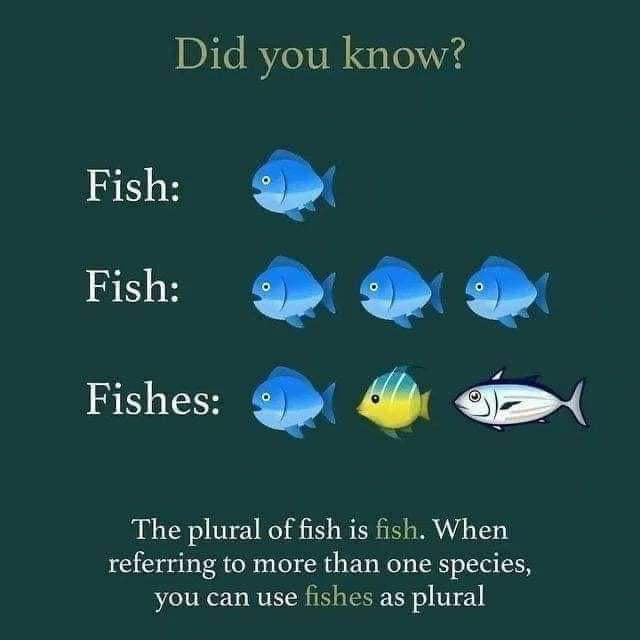 plural-of-fish-9gag