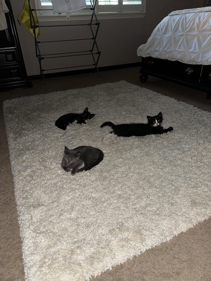 A meeting of the Itty Bitty Kitty Committee 9GAG