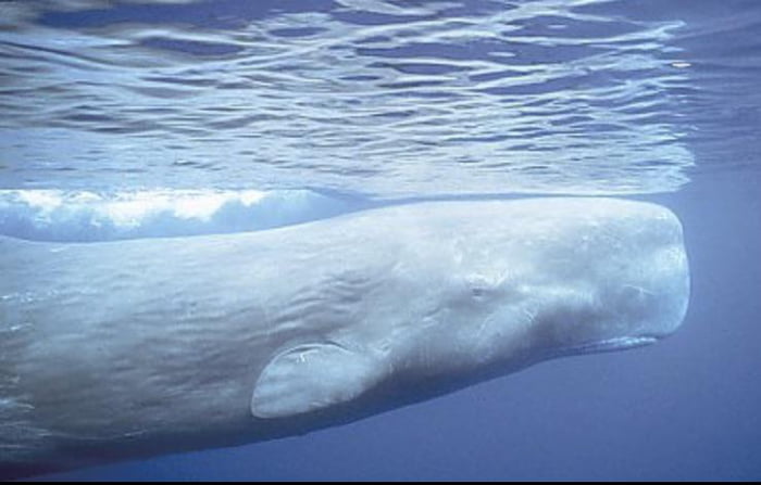 Sperm Whales are as cool as they are mysterious. They have the largest