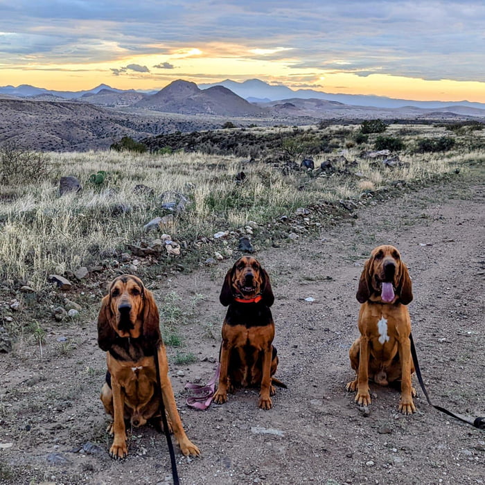 Three Dog Night 9GAG