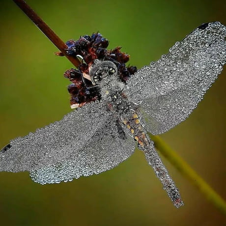 Best Funny dragonfly Memes - 9GAG