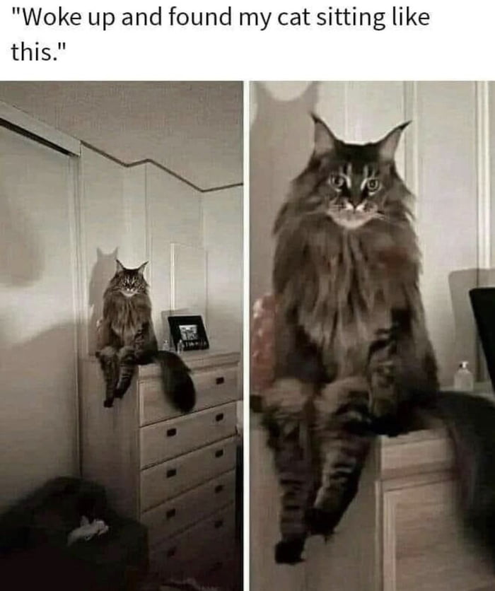 So… who did you summoned this time whiskers?