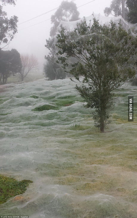 Spider season in Australia - 9GAG