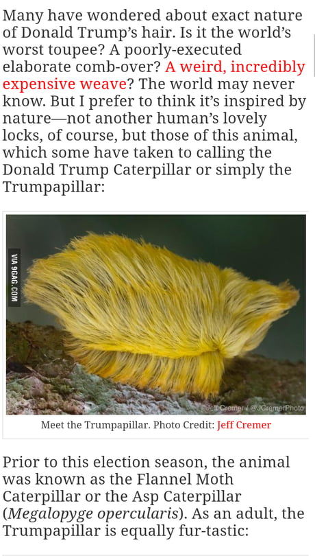 It s called trump caterpillar now he literally will never worry