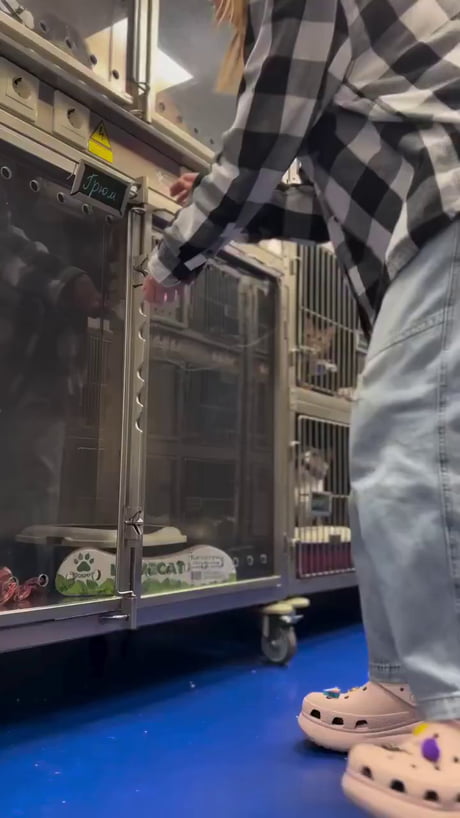 Old cat with many chronic diseases enjoying company of his human.