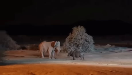 Elephant and Rhino fight