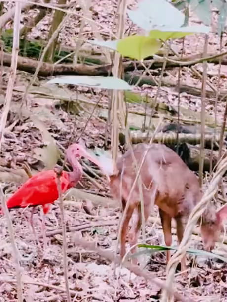 I found this on a comment (account: truthlies), any clue on what's happening here ?