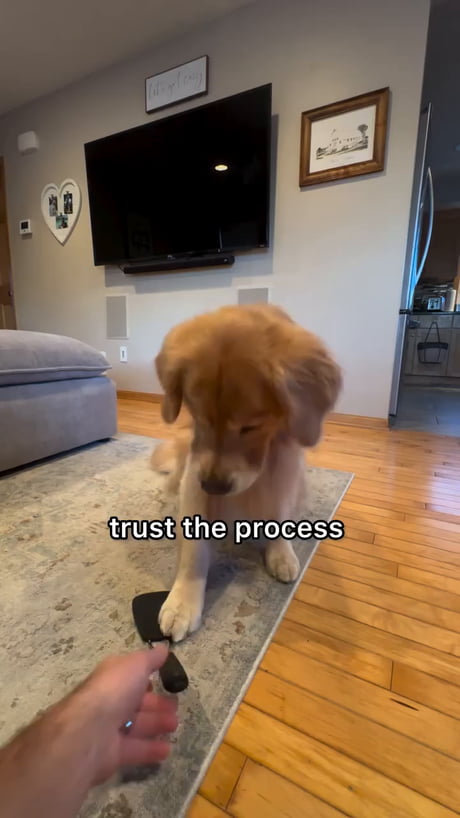 This dog is so talented