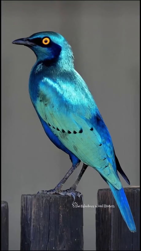 The greater blue-eared starling, one of the most beautiful birds.