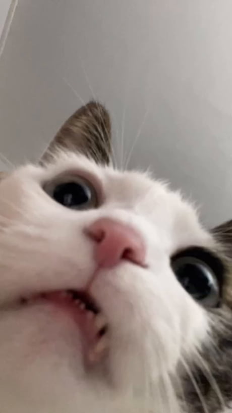 I'm this day old when I realized cats really make this sound.