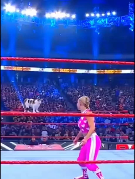 If WWE is fake, explain this.