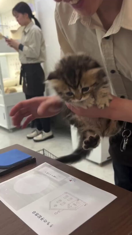 Japanese kitty refuse to sign adoption paper