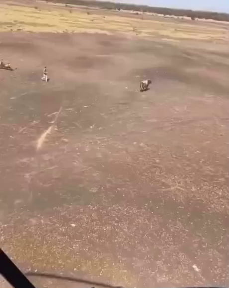 This is the most Australian thing I have ever watched