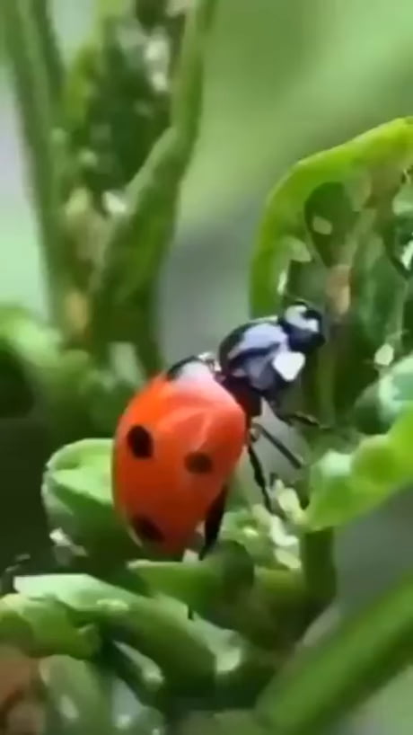 Ravenous Ladybird shows no mercy