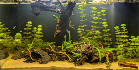 Best Funny aquascape Memes - 9GAG