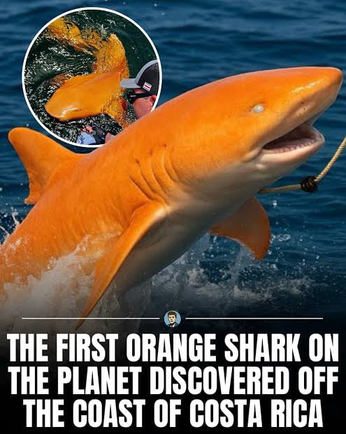 Danger koi