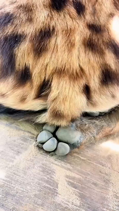Maybe its me that have been living under a rock regarding these Animals. But i had no idea they were THIS big. So incredible beautiful.