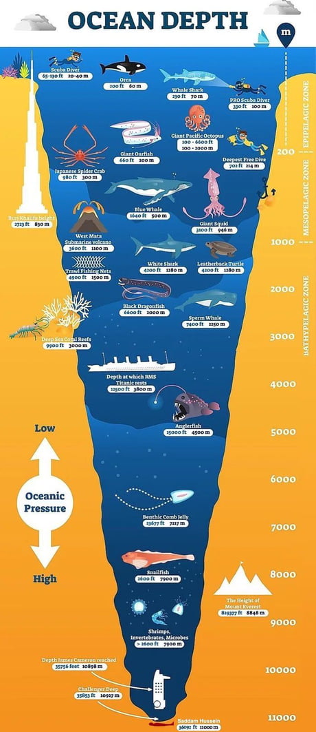 How Ocean Depth Zones Decide What Can Live Below