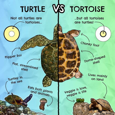 What'S the Difference between a Turtle And a Tortoise Joke  