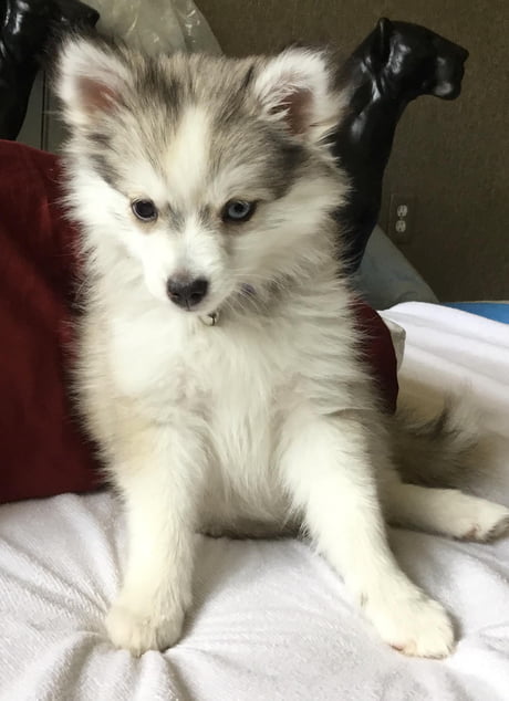 Pomeranian half hot sale husky