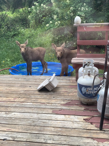 Baby Moose Are So Damn Cute 9gag