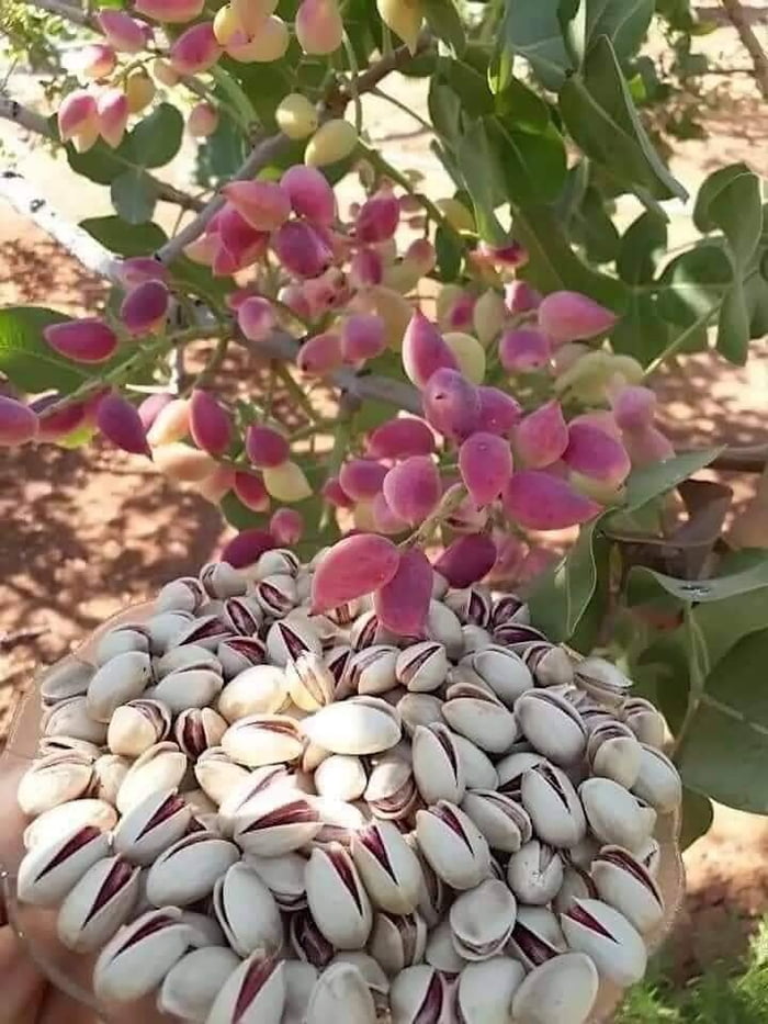 The pistachio fruit is a drupe, containing an elongated seed, which is