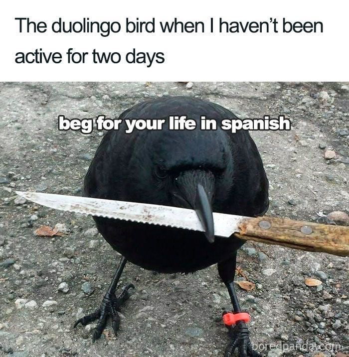 duolingo-bird-9gag
