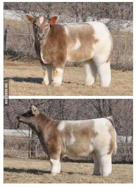 Here Is A Cow After Being Washed And Blow Dried Your Welcome 9gag