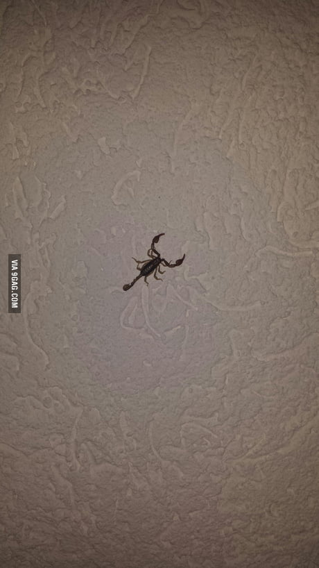 Scorpion Baby Inside My House 9gag