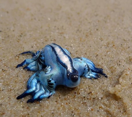 blue dragon mollusk