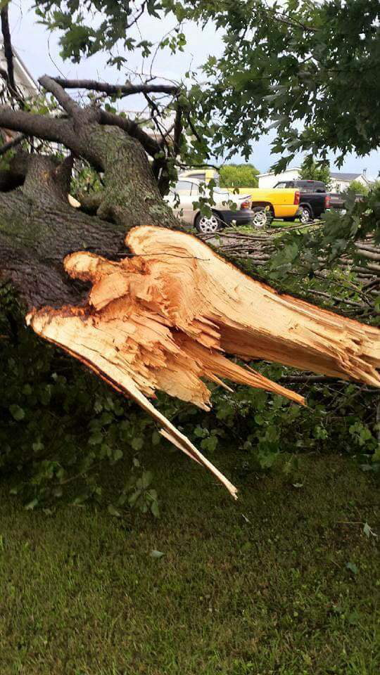 This fallen tree looks like an angel