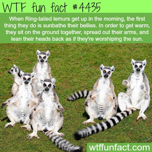 Found my spirit animal