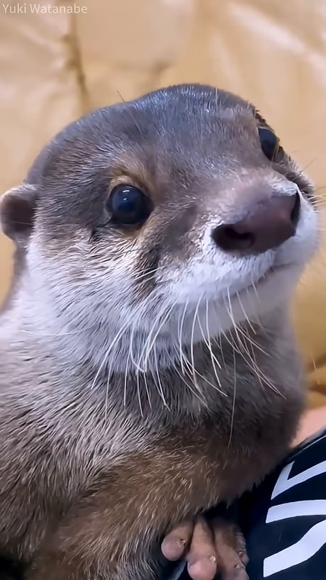 If it breaths, we can pet it - Humans