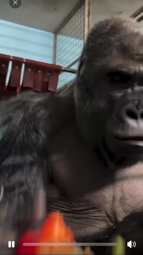 Just a vegetarian gorilla, so... Average gorilla