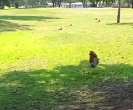 Free ride