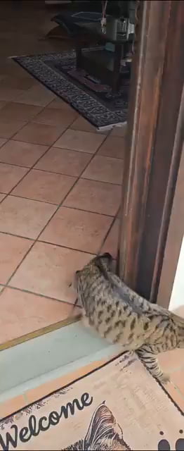 Chonky