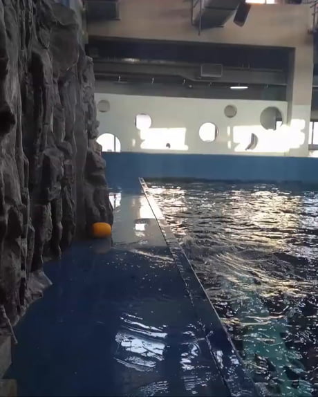 An adorable beluga whale came up with a clever way to solve a problem